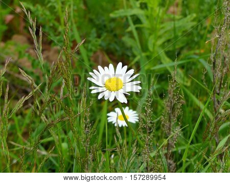 It is spring and the marguerites are blooming