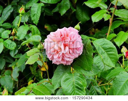 This rose is called Rose de Tolbiacum. She was bred specially for the garden show in Zülpich (Germany).