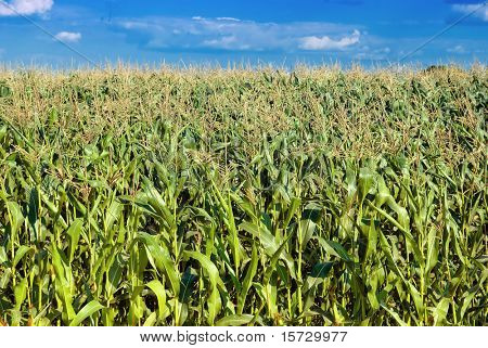 Campo di mais