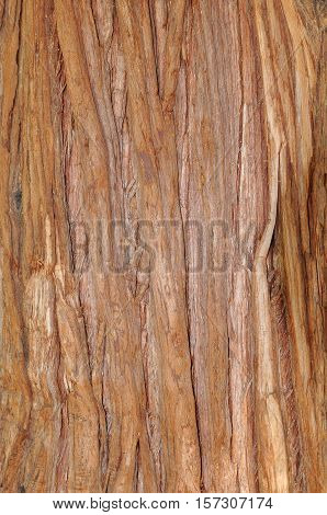 From pacific red cedar bark tree texture