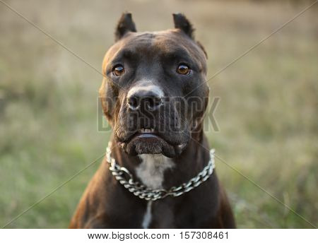 the stupid dog muzzle amstaff Pitbull on the nature