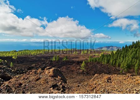 Landscape with pine grove, mountains, sea in Teide National Park, Tenerife, Canary Islands, Spain 