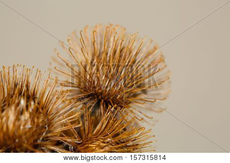 Macro photo of the Burdock Burs weed in fall.