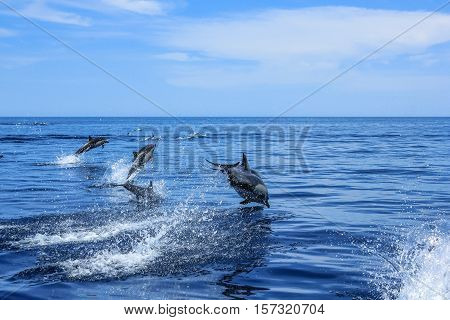 Dolphins jumping in Mexico. Isla Espiritu Santo near La Paz, in Baja California.