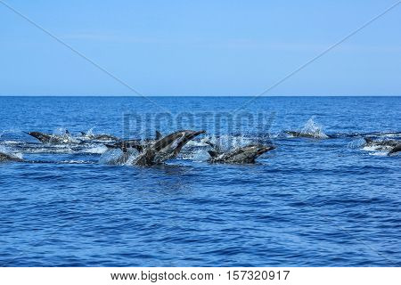 Dolphins jumping in Mexico. Isla Espiritu Santo near La Paz, in Baja California.