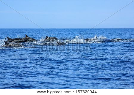 Several dolphins jumping and swimming off the coast of La Paz and close to Isla Espiritu Santo in Baja California, Mexico.
