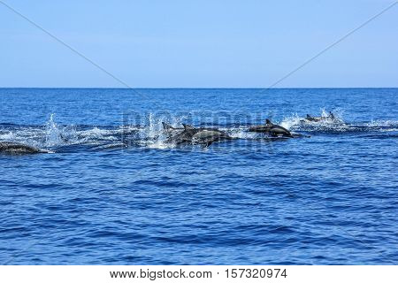 Several dolphins jumping and swimming off the coast of La Paz and close to Isla Espiritu Santo in Baja California, Mexico.