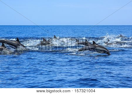 A hundred dolphins group swim and jump off the coast of Isla Espiritu Santo in Baja California, Mexico.