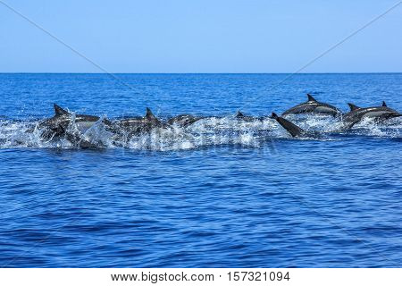 A hundred dolphins group swim and jump off the coast of Isla Espiritu Santo in Baja California, Mexico.