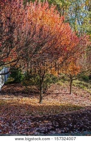 Trees explode with Autumn colors in a Burien Washington neighborhood.