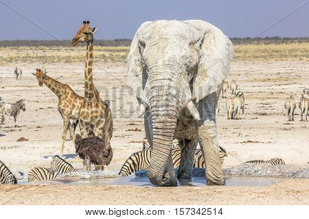 wild animals: zebras elephants giraffes ostriches springboks gemsboks gazelles warthogs drinking at pool in Namibian savannah of Etosha National Park, dry season in Namibia, Africa