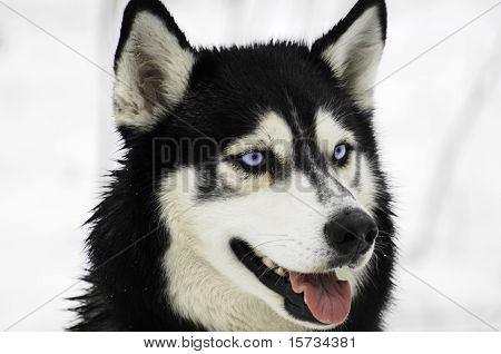 Perro Husky