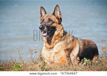 German shepherd lying in the dry grass on the beach