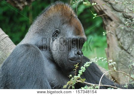 A very sad looking face of a silverback gorilla.