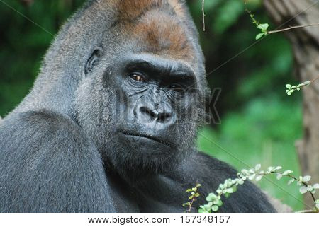 A silverback gorilla with a stare down.