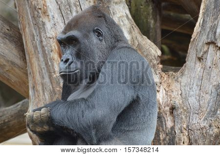 A very solemn look on the face of a gorilla.