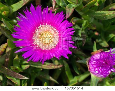 Stokesia laevis monotypic genus of flowering plants in the daisy family Asteraceae