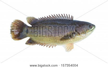 Climbing Perch Fish Image & Photo (Free Trial) | Bigstock
