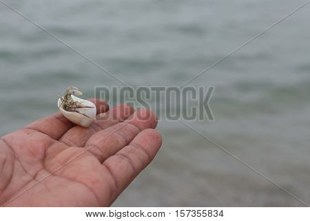 hermit crab Select focus (Diogenes pagurian soldier crab) on hand