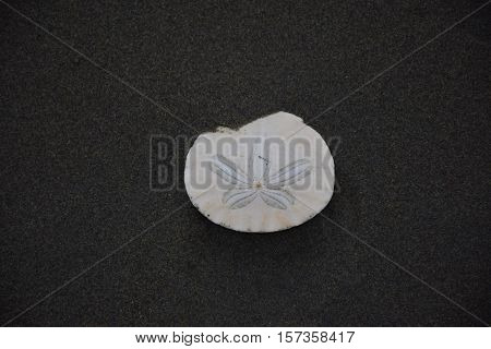 sand dollar stuck in sand ocean waves
