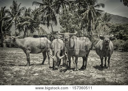 Vietnam buffalo. Nha-Trang , May of 2016.