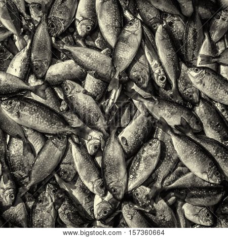 Fish as seafood. Vietnam, Nha-Trang, May of 2016