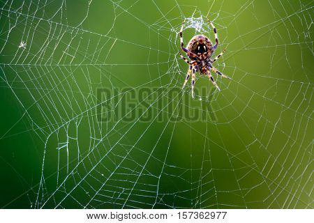 Western Spotted Orb Weaver - (Neoscona oaxacensis) Spider in center of web