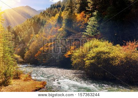 Beautiful Mountain River Among Fall Woods. Autumn Landscape