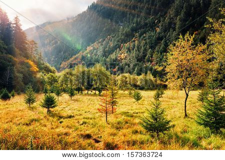 Scenic Fall Field Among Mountains And Evergreen Woods