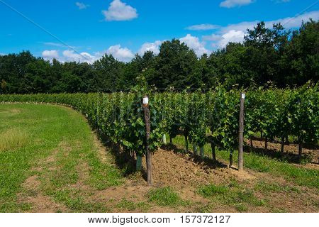 Hill Planted With Circular Vineyard