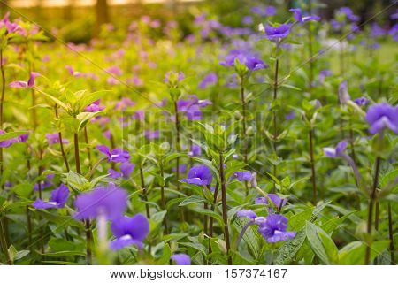 Flower (blue Hawaii)