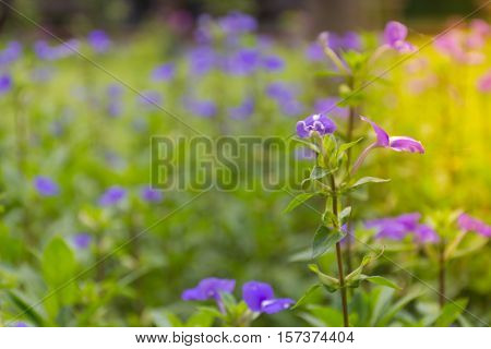 Flower (blue Hawaii)