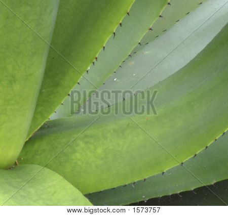 Aloe