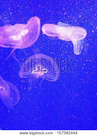 Fish in a big aquarium jellyfish. undersea world