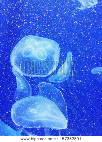jellyfish in a big aquarium. Underwater World