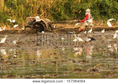 Asian Openbill Stork