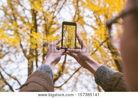 Male tourist holding smartphone taking photo of ginkgo leaf in autumn urban park.