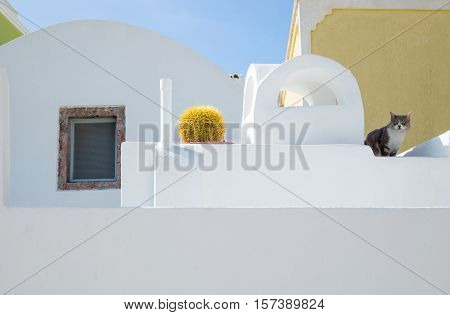Greece Santorini island Pyrgos traditional architectures of the village with cat