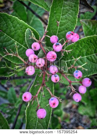 Pink Berries On A Tree In Midatlantic