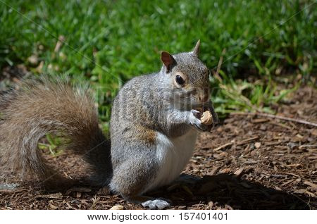 Adorable face of a squirrel eating a peanut.