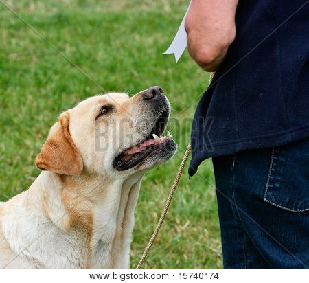 Award Winning Labrador cane