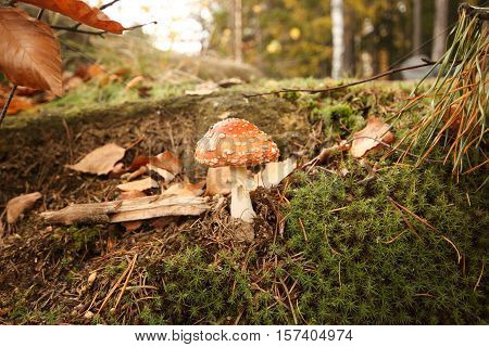Red Toadstool (Fly Agaric, Amanita muscaria) close up of a poisonous mushroom in the forest