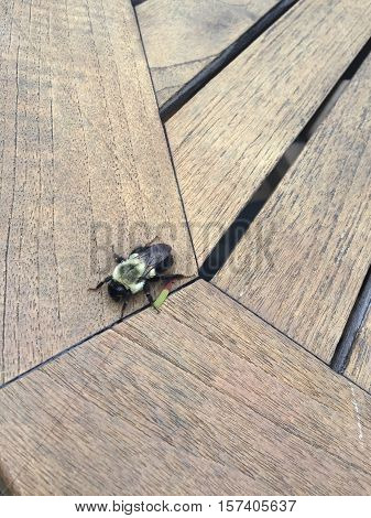 large bee on a wooden table in focus