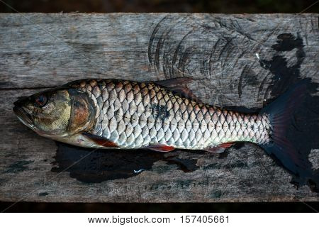 Freshwater fish of Thailand , Hampala barb