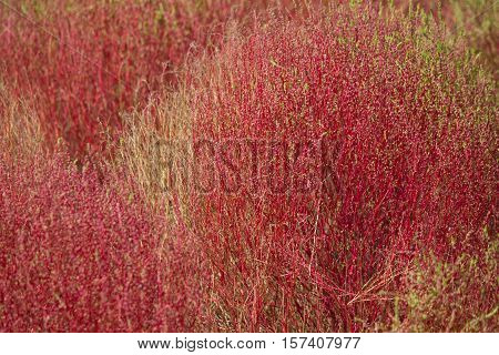 Kochia bushes at Hitachi Seaside Park, Ibaraki, Japan