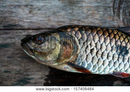 Freshwater fish of Thailand , Hampala barb