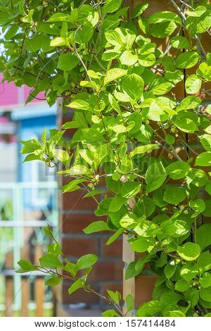 Deciduous vine Chinese Magnolia vine ( lat.Schisandra chinensis ). The veranda garden entangled vine