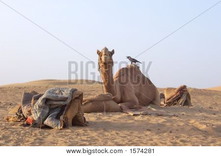 Kameli lintu selällään, Jaisalmer autiomaa, Intia