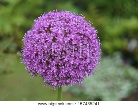 The Beautiful Flower Head of a Purple Alium Plant.