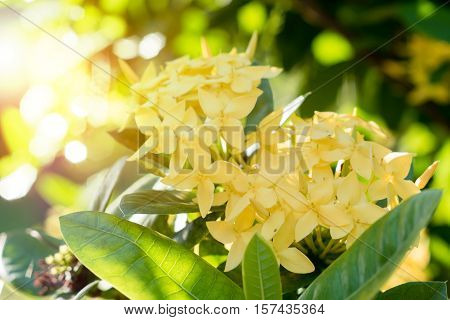 Ixora Flower.yellow Spike Flower. King Ixora Blooming